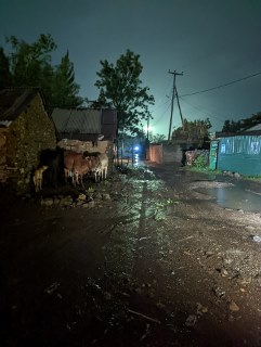 Cattle in a dark and rainy street in Kenya