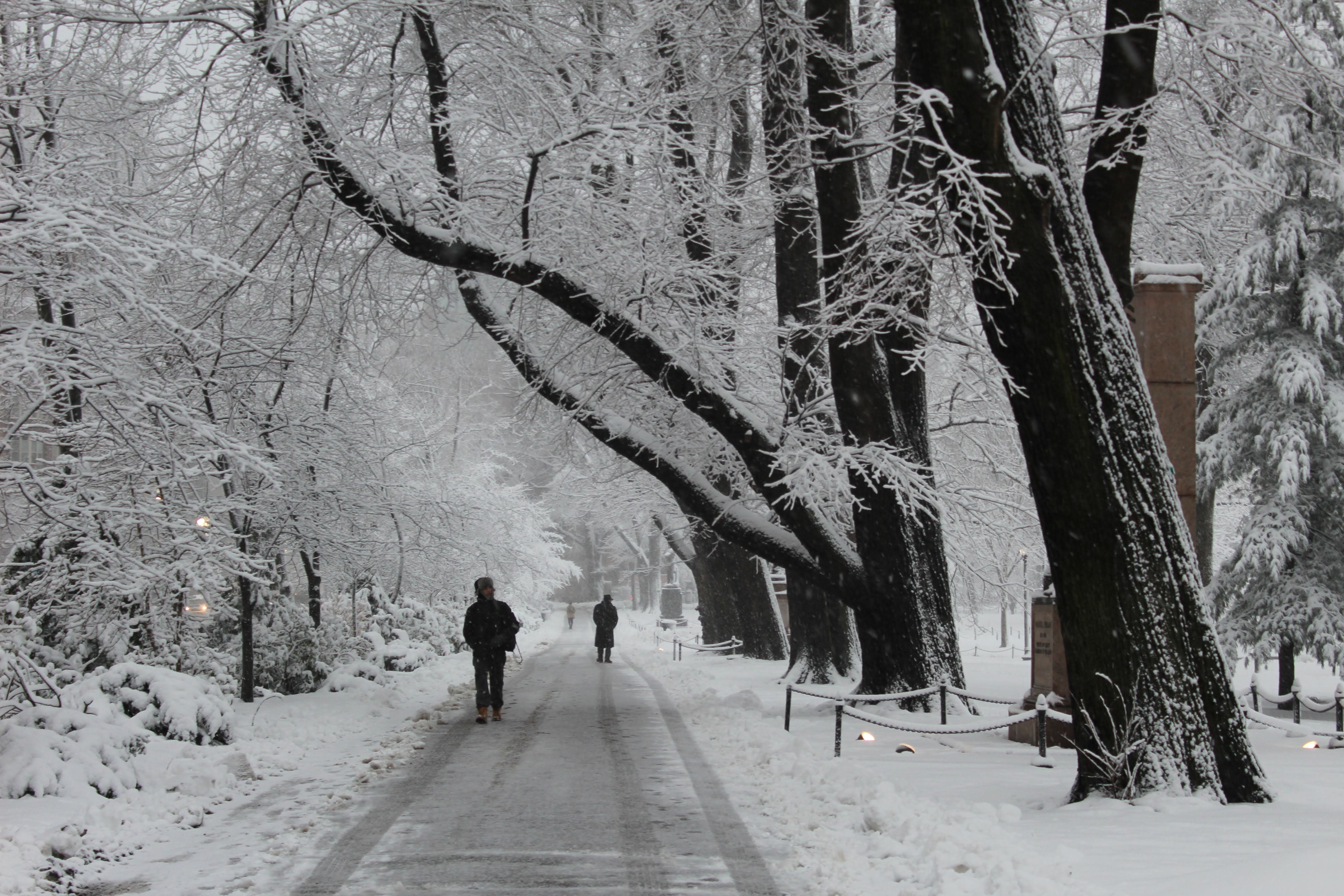 Backs of two people walking down a snowy path under the cover of snow-covered trees