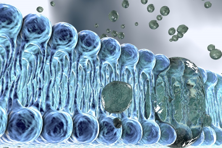 an artist's rendering of the molecules in a cell surface membrane