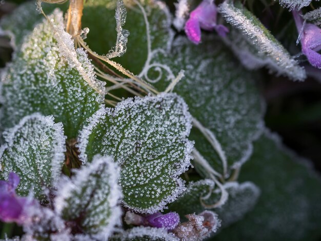 Lemon Balm