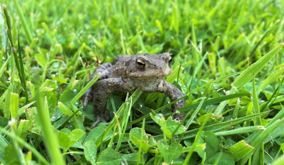 A toad in grass