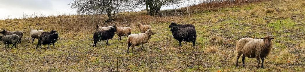 Sheep grazing in a field with a tree in the background