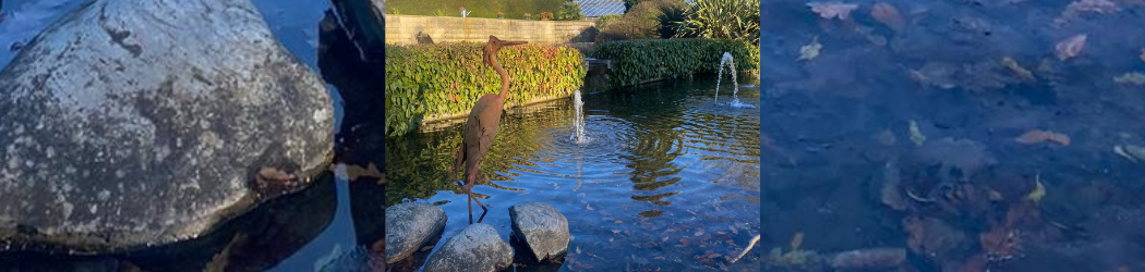 Metallic Heron at Botanic Garden