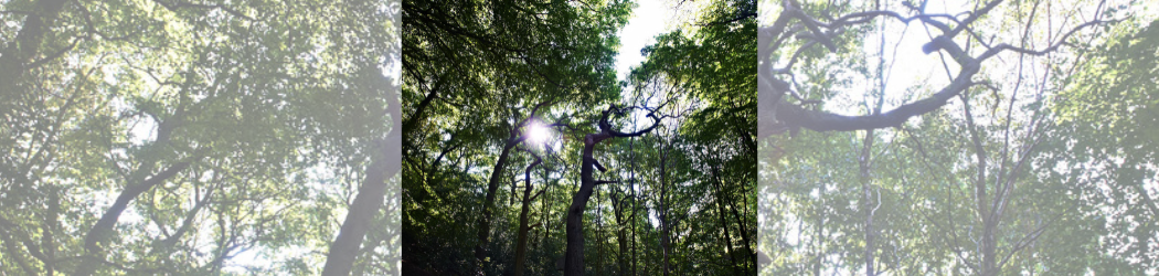 The woodland at the Botanic Garden