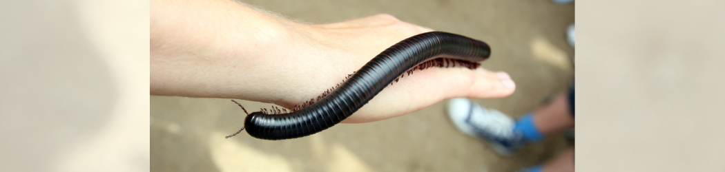A large centipede crawling over a person's hand.