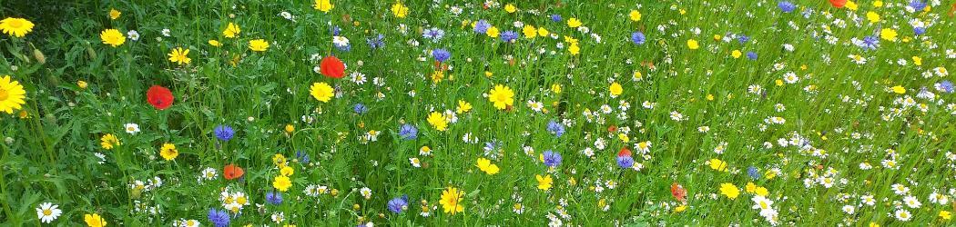 Wildflowers in the Wildflower Meadow at the Botanic Garden.